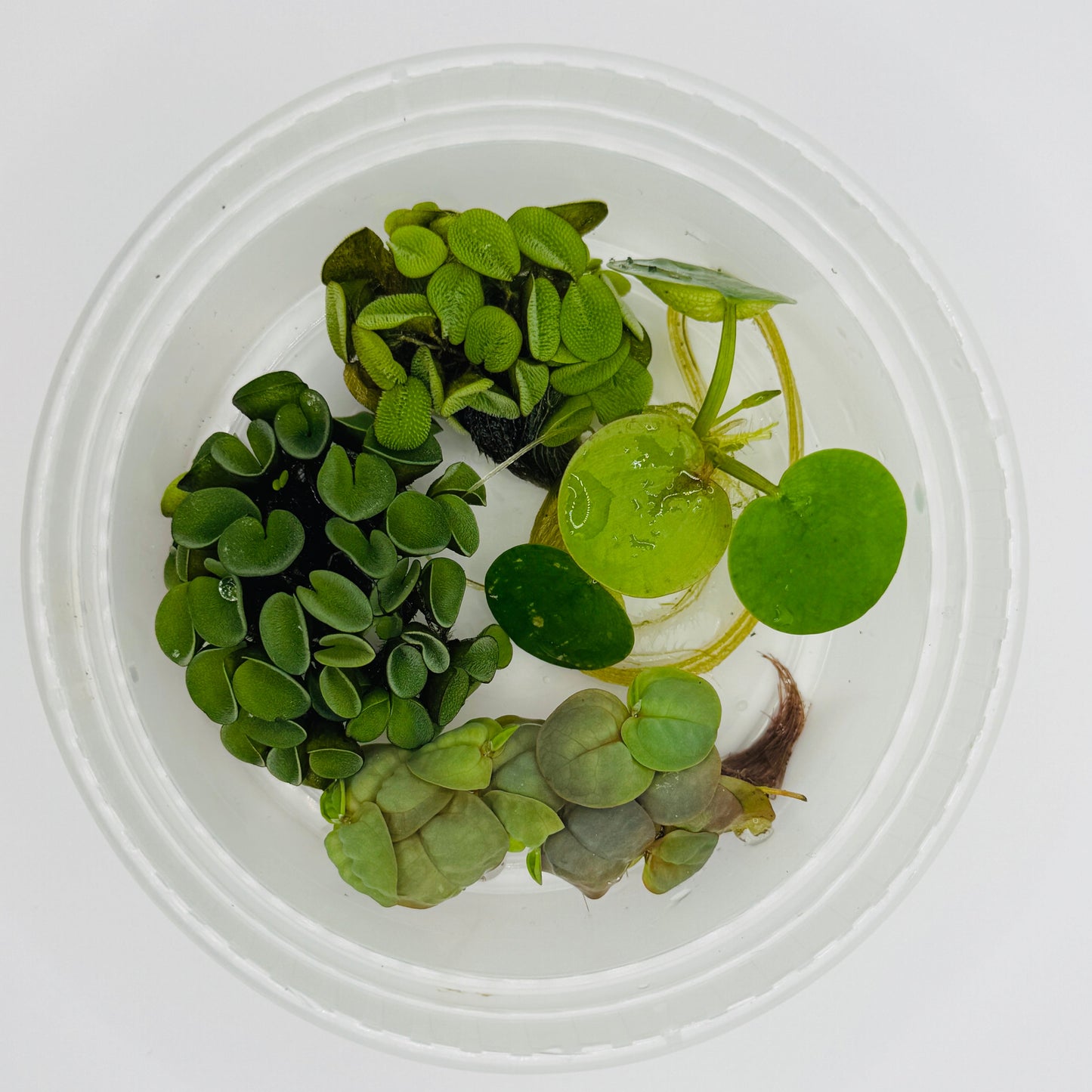 Floating Plant Pack