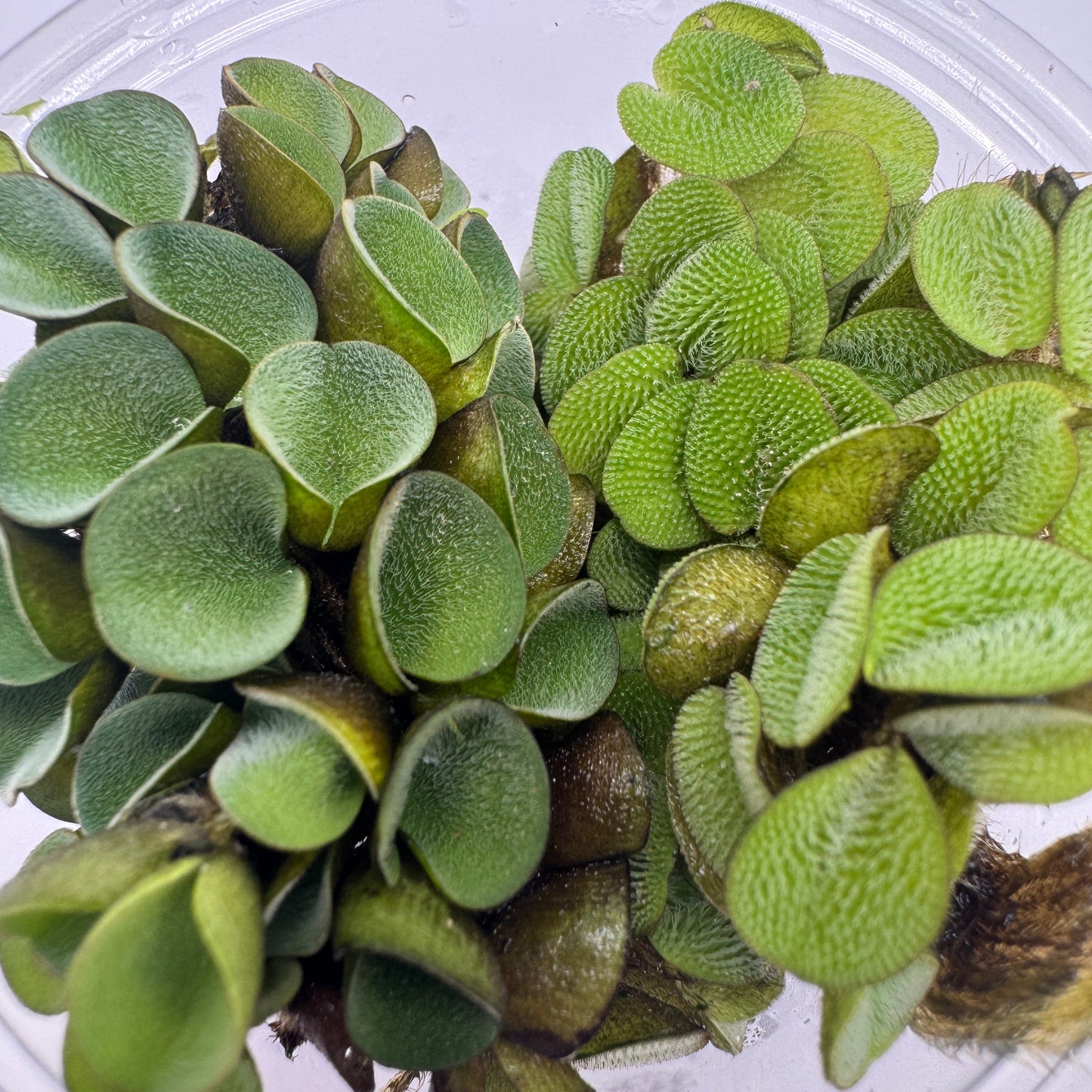 Salvinia Plant Pack 4oz