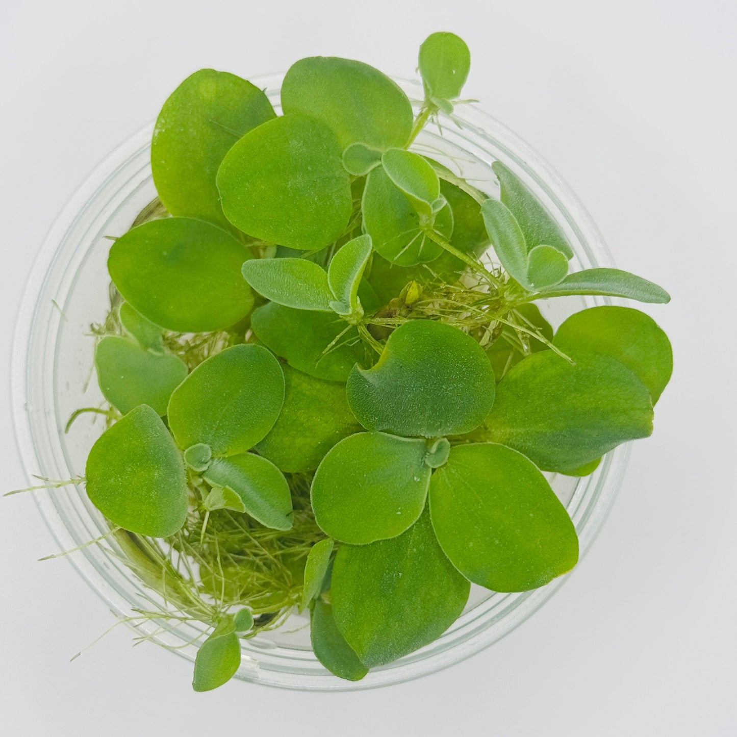 Dwarf Water Lettuce 4oz
