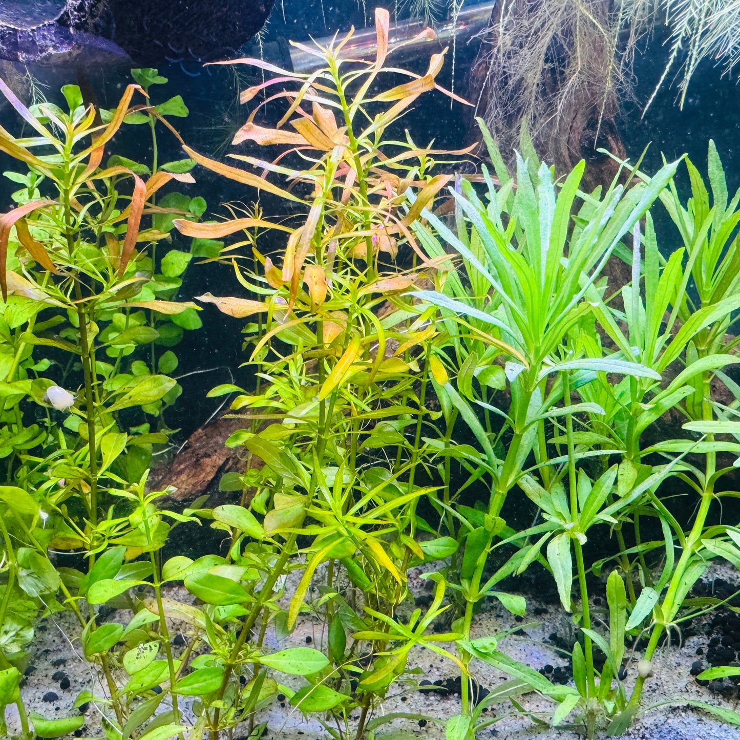Beginner Plant Pack