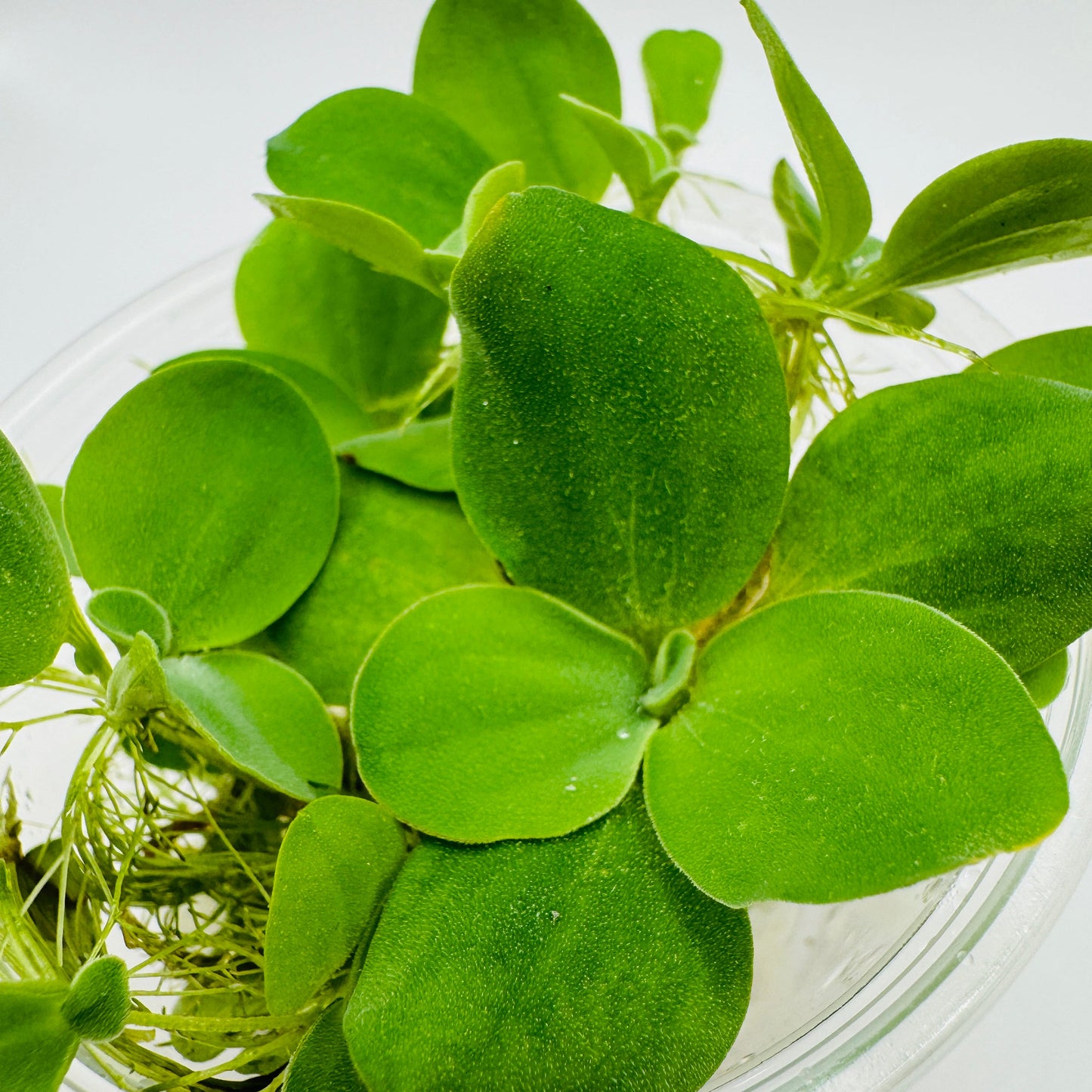 Dwarf Water Lettuce 4oz