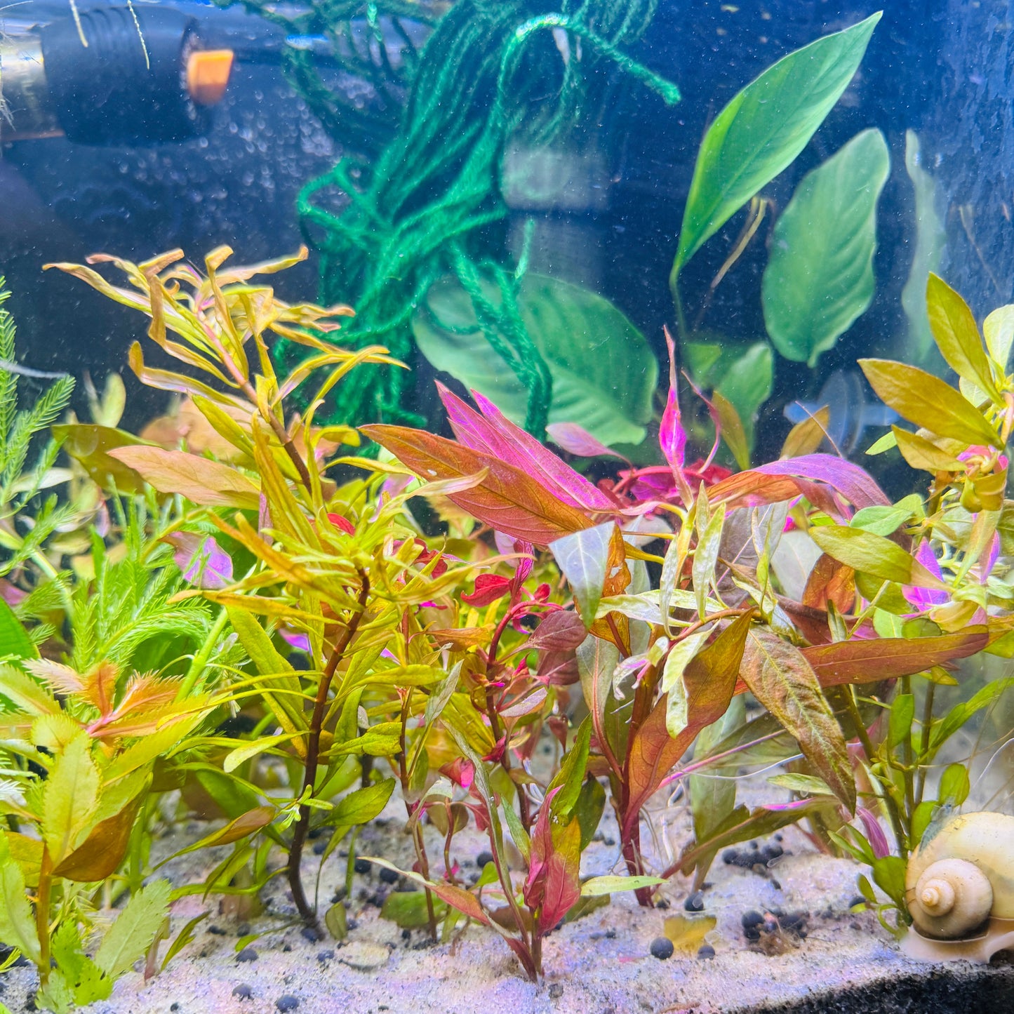 Beginner Plant Pack