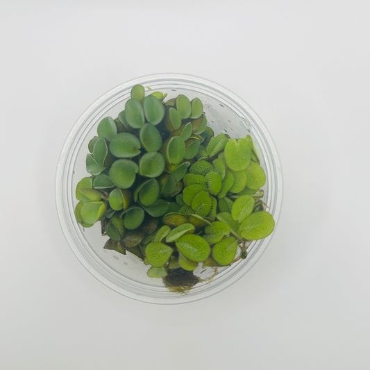 Salvinia Plant Pack 4oz