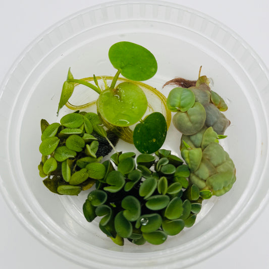Floating Plant Pack
