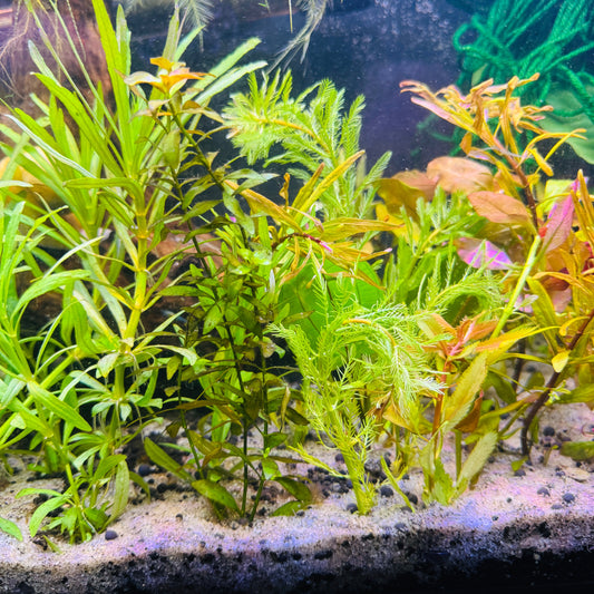 Beginner Plant Pack